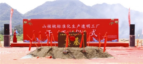 【一线投影】临安区年产10000吨山核桃标准化生产透明工厂项目开工！